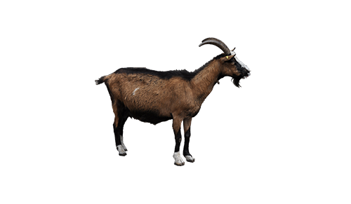 goat lookup