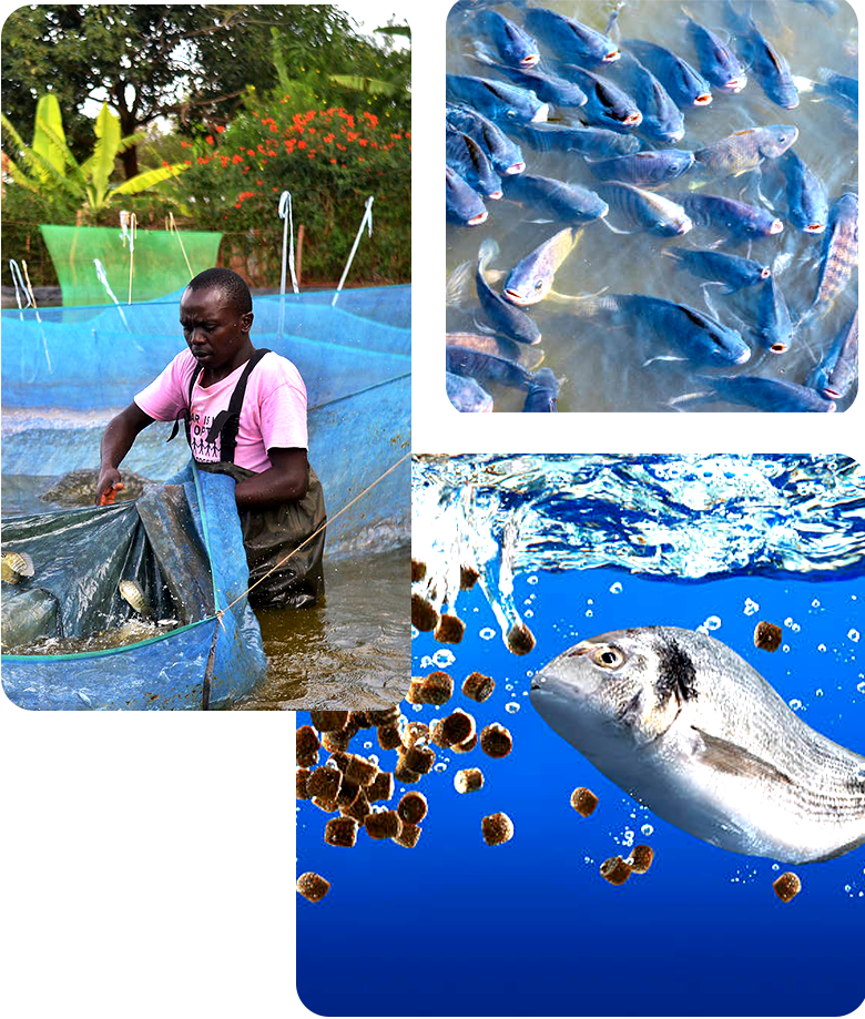 abanga fish feed desgin