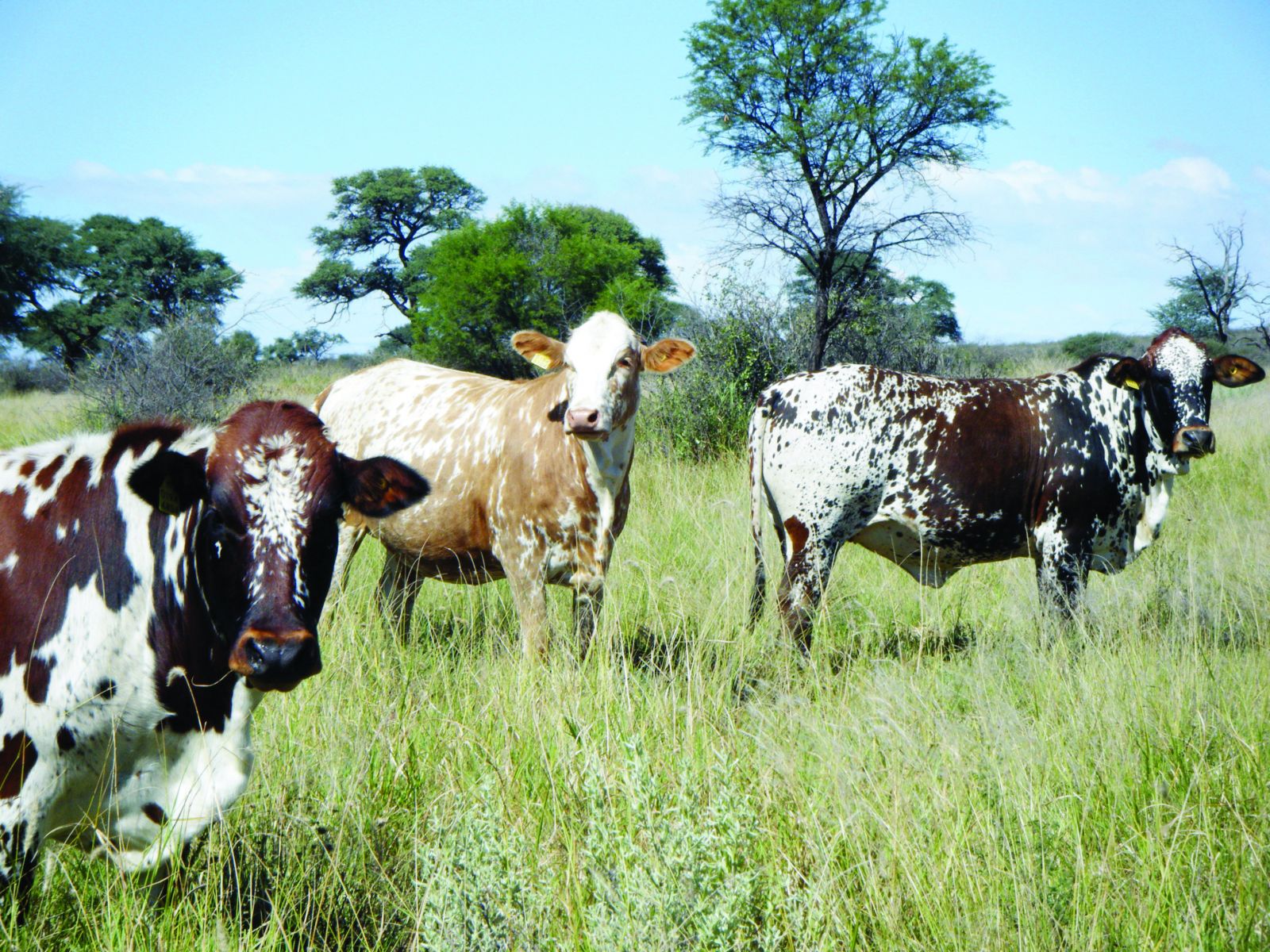 Namibian Cattles 01